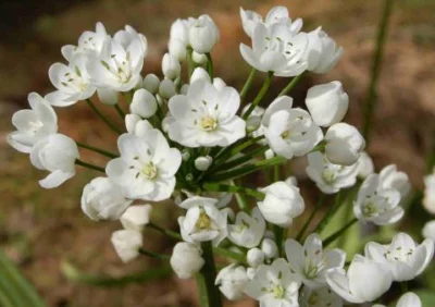 Allium neopolitanum