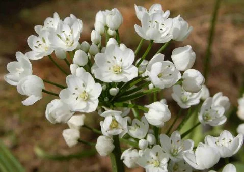 Allium neopolitanum