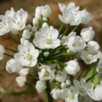 Allium neopolitanum