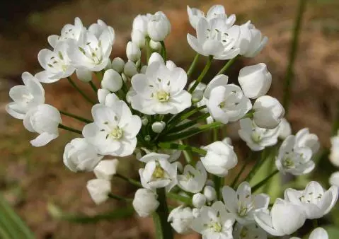 Allium neopolitanum