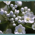 Allium neopolitanum — Ail