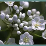 Allium neopolitanum — Ail