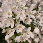 Allium neopolitanum — Allium