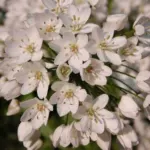 Allium neopolitanum — Allium