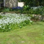 Allium neopolitanum — Naple
