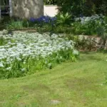 Allium neopolitanum — Naple