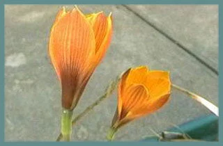 Habranthus tubispathus