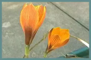 Habranthus tubispathus