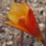 Habranthus tubispathus — Habranthus