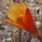 Habranthus tubispathus — Habranthus