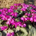Cyclamen coum rose Silverleaf