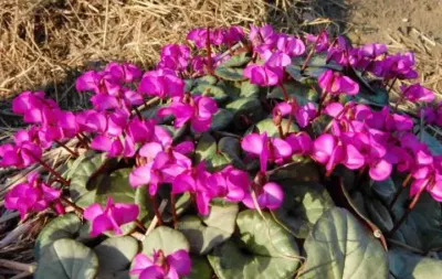 Cyclamen coum rose Silverleaf