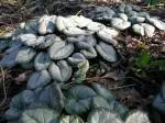 Cyclamen coum rose Silverleaf — Cyclamen