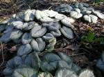 Cyclamen coum rose Silverleaf — photo 2