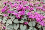 Cyclamen coum rose Silverleaf — coum