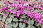 Cyclamen coum rose Silverleaf — photo 3