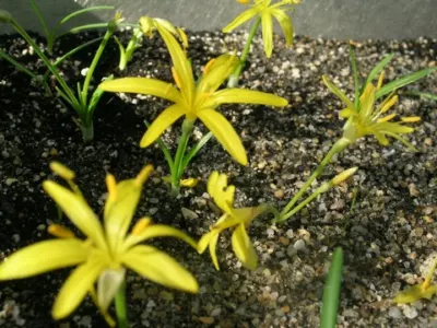 Sternbergia greuteriana