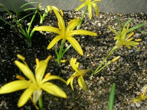 Sternbergia greuteriana