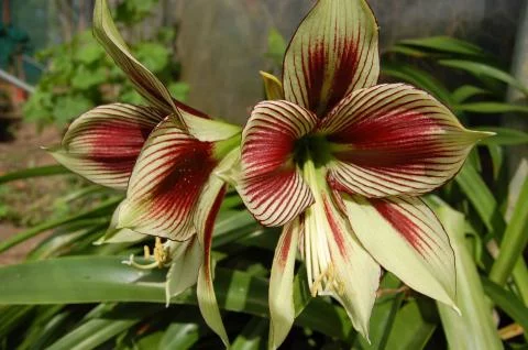 Hippeastrum papilio