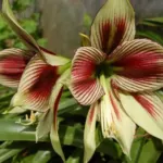 Hippeastrum papilio