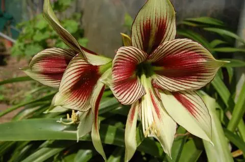 Hippeastrum papilio