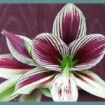 Hippeastrum papilio — Hippeastrum