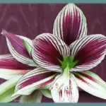 Hippeastrum papilio — Hippeastrum