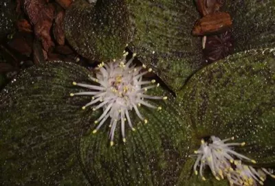 Massonia pustulata