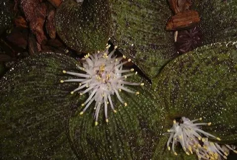 Massonia pustulata