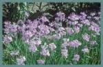 Tulbaghia violacea (/100) — Tulbaghia