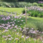 Tulbaghia violacea (/100) — violacea