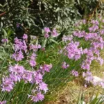 Tulbaghia violacea (/100) — photo 4