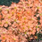 Oxalis karooica syn O. gracilis)
