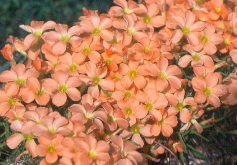 Oxalis karooica syn O. gracilis)