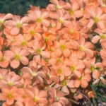 Oxalis karooica syn O. gracilis)