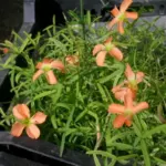 Oxalis karooica syn O. gracilis) — Oxalis