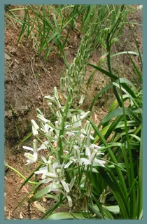 Albuca batteniana