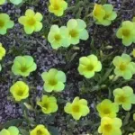 Oxalis fabifolia