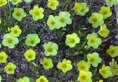 Oxalis fabifolia