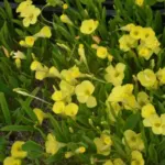 Oxalis fabifolia — Oxalis