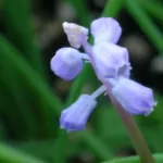 Muscari parviflorum