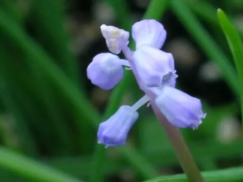 Muscari parviflorum