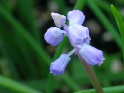 Muscari parviflorum