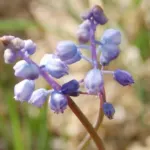 Muscari parviflorum — parviflorum
