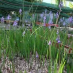 Muscari parviflorum — muscari
