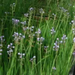 Muscari parviflorum — photo 4