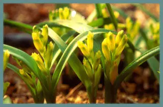 Lachenalia reflexa