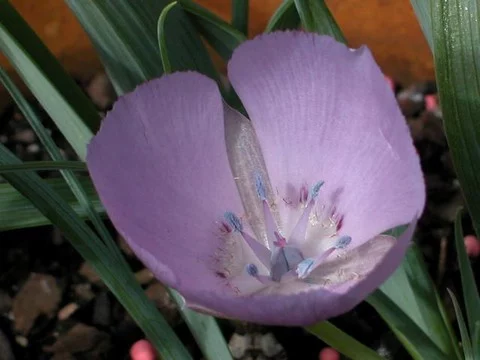 Calochortus uniflorus