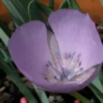 Calochortus uniflorus
