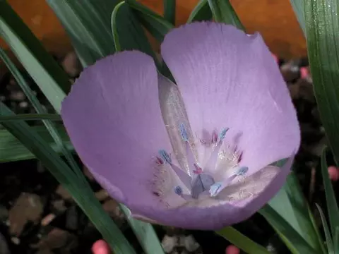 Calochortus uniflorus
